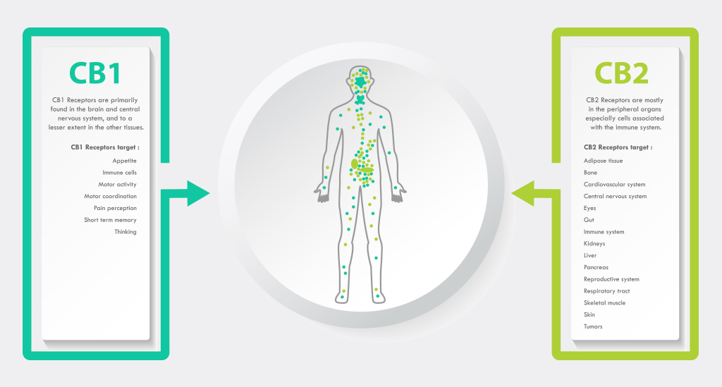 Infographic showing endogenous G-protein-coupled cannabinoid receptors CB1 and CB2 in the endocannabinoid system.