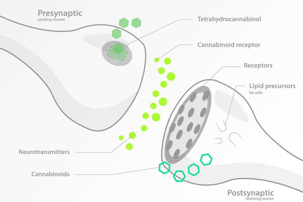 Infographic showing how CBD and THC fit together in human cell receptors.